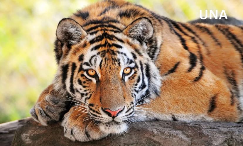 पचास साल बाद मराठवाड़ा में गूंजा बाघ का गर्जन, 450 किलोमीटर पैदल चलकर बनाया नया ठिकाना